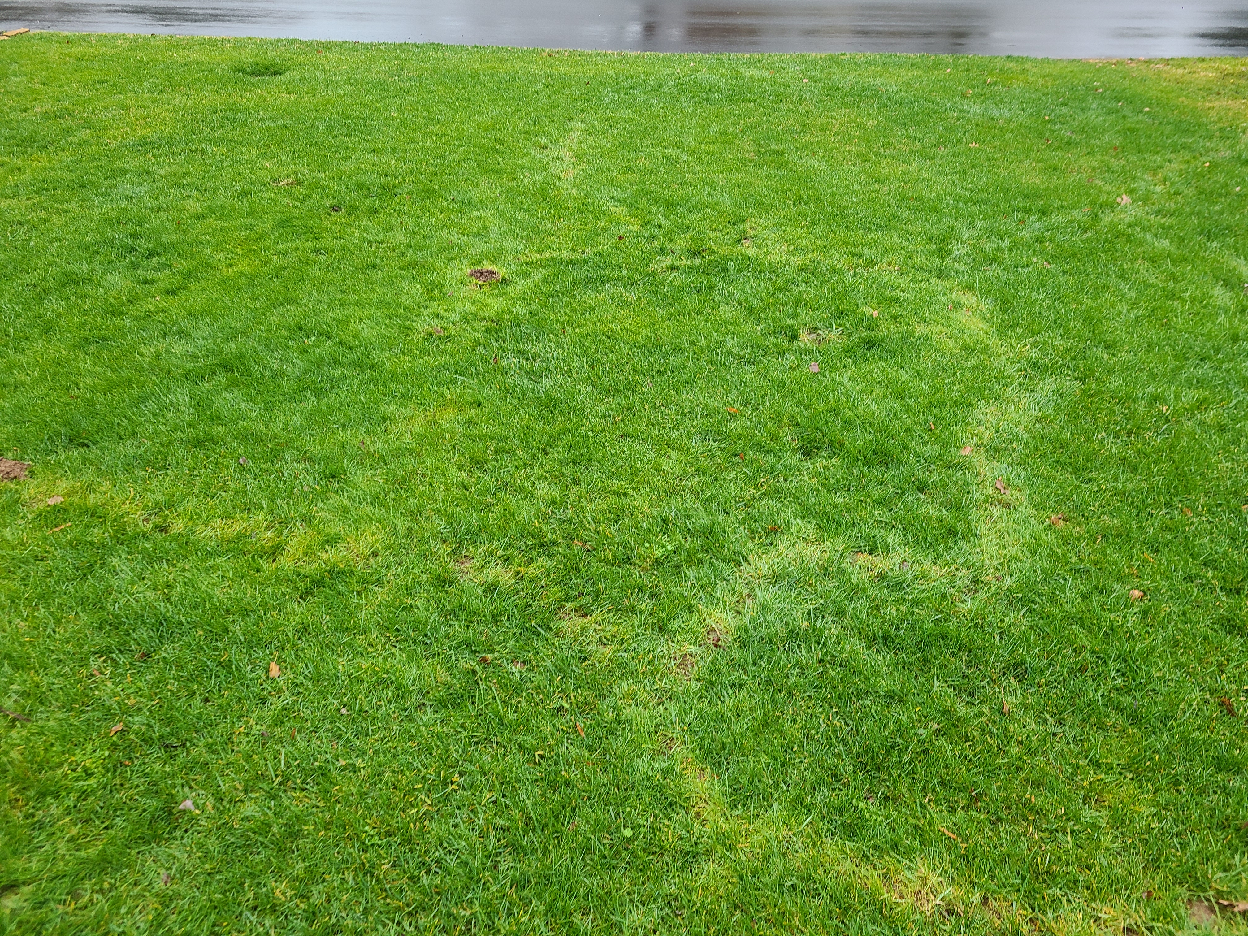 Yard before mole trapping - visible mole damage and tunnels