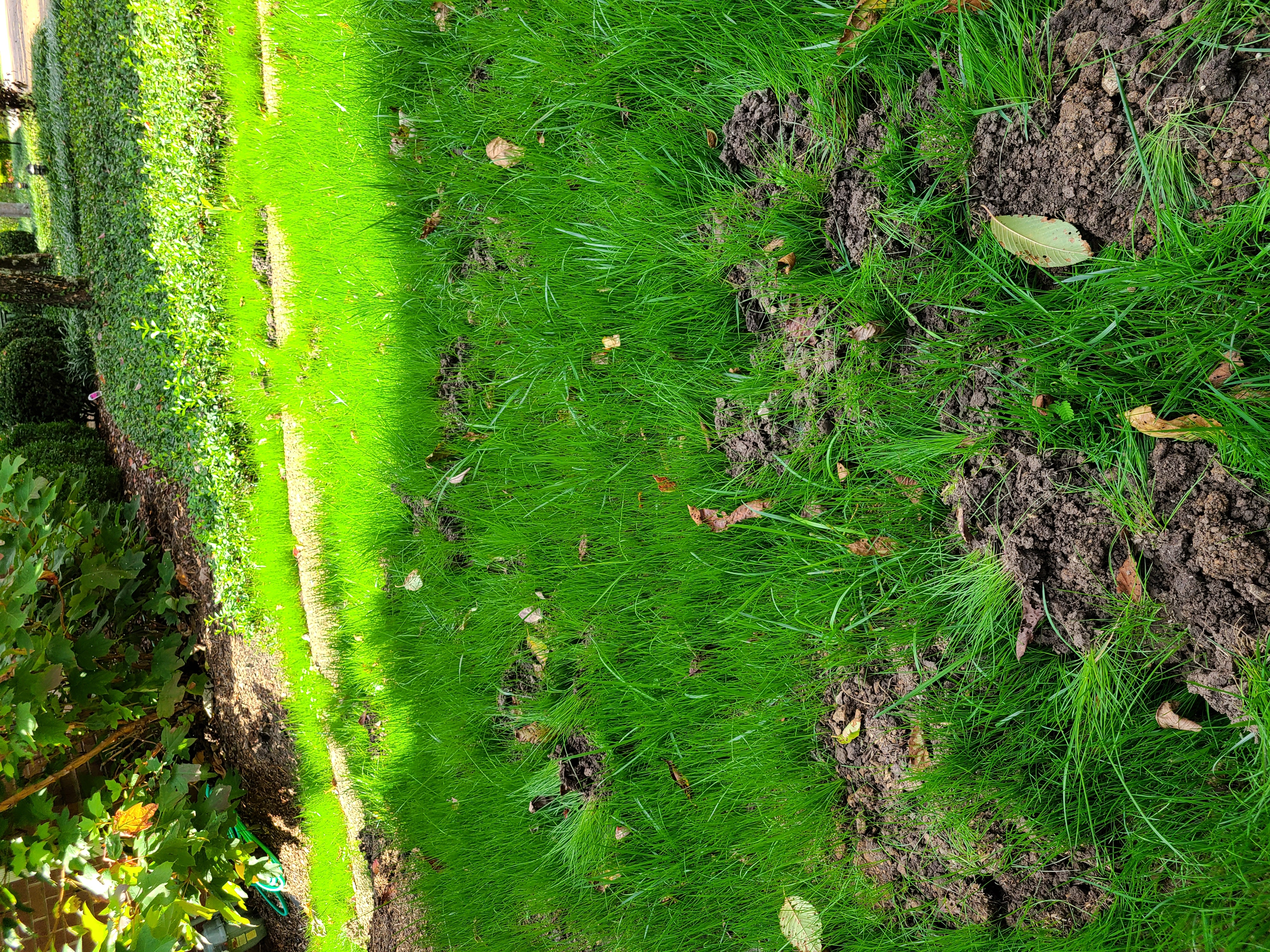 Mole damage in a Nashville yard - raised tunnels and mole hills across the lawn