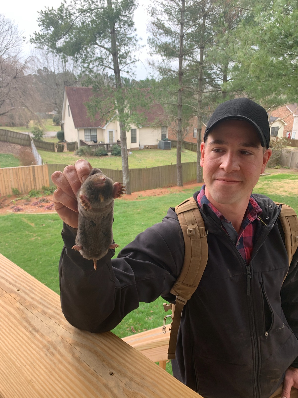 Caught mole removed from yard by Ogden Mole Control trapper