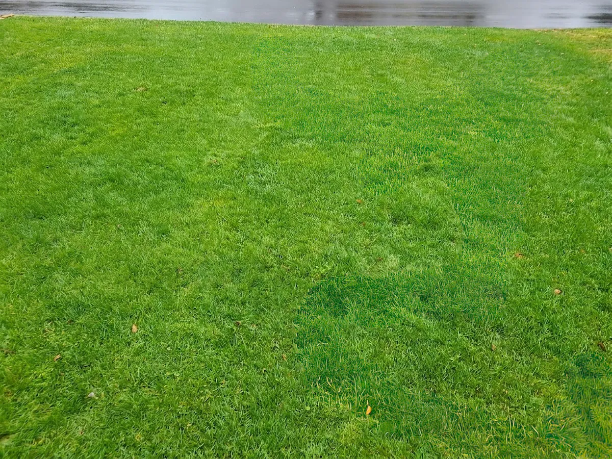 Yard after Ogden Mole Control trapping - healthy lawn restored