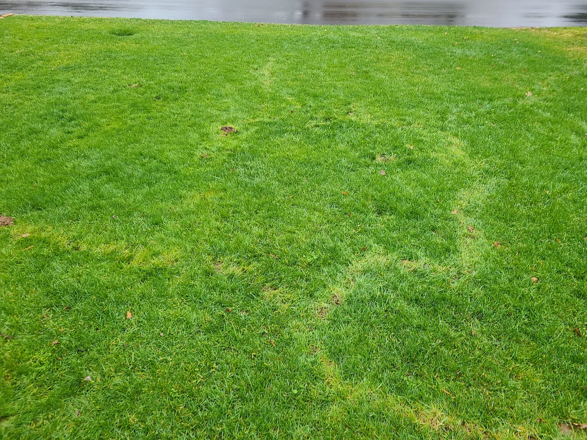 Yard before mole trapping - visible mole damage and tunnels