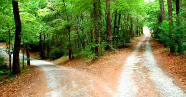 Two sunlit paths diverging in the Ozark woods