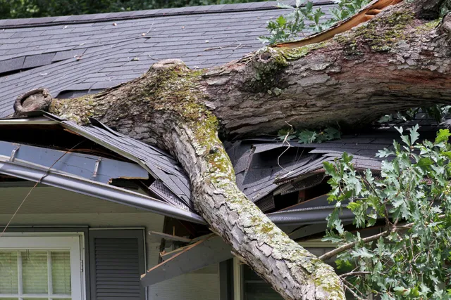Tree branch damaging roof shingles and structure, illustrating storm-related impact and need for urgent roof repairs.