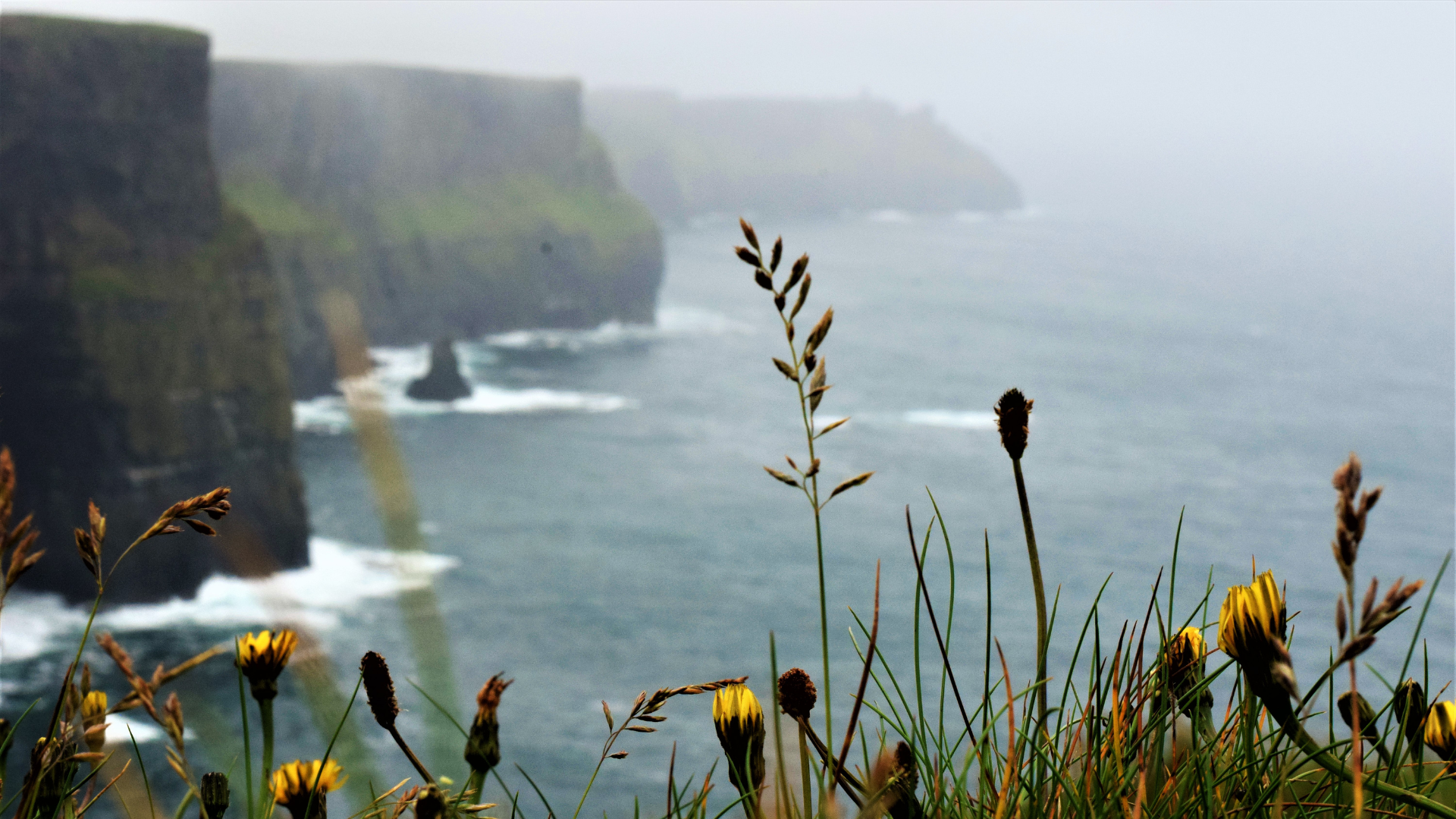 Atmospheric misty cliffs above the Atlantic Ocean with grasses in the foreground