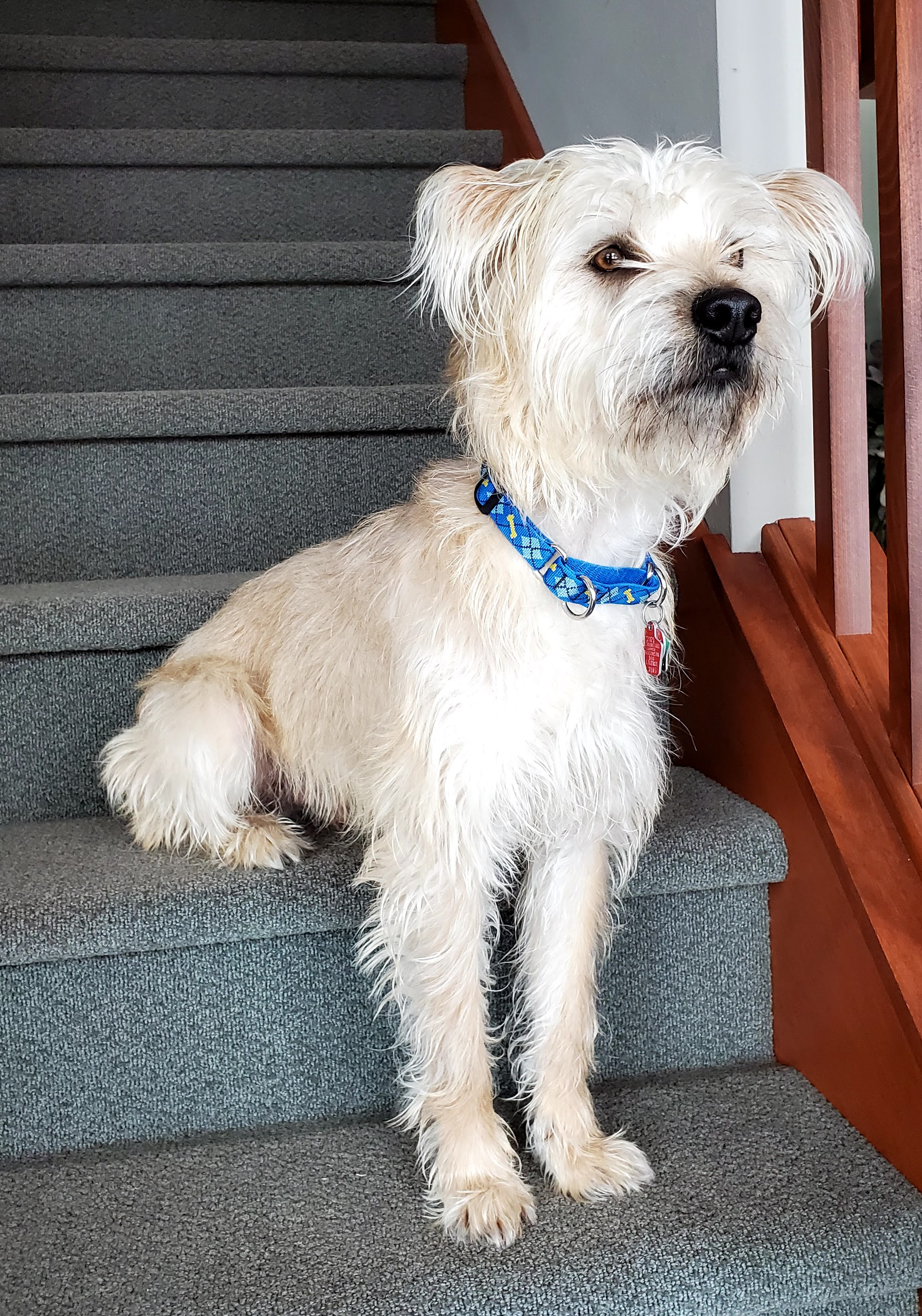 Benji, waiting for a delivery...