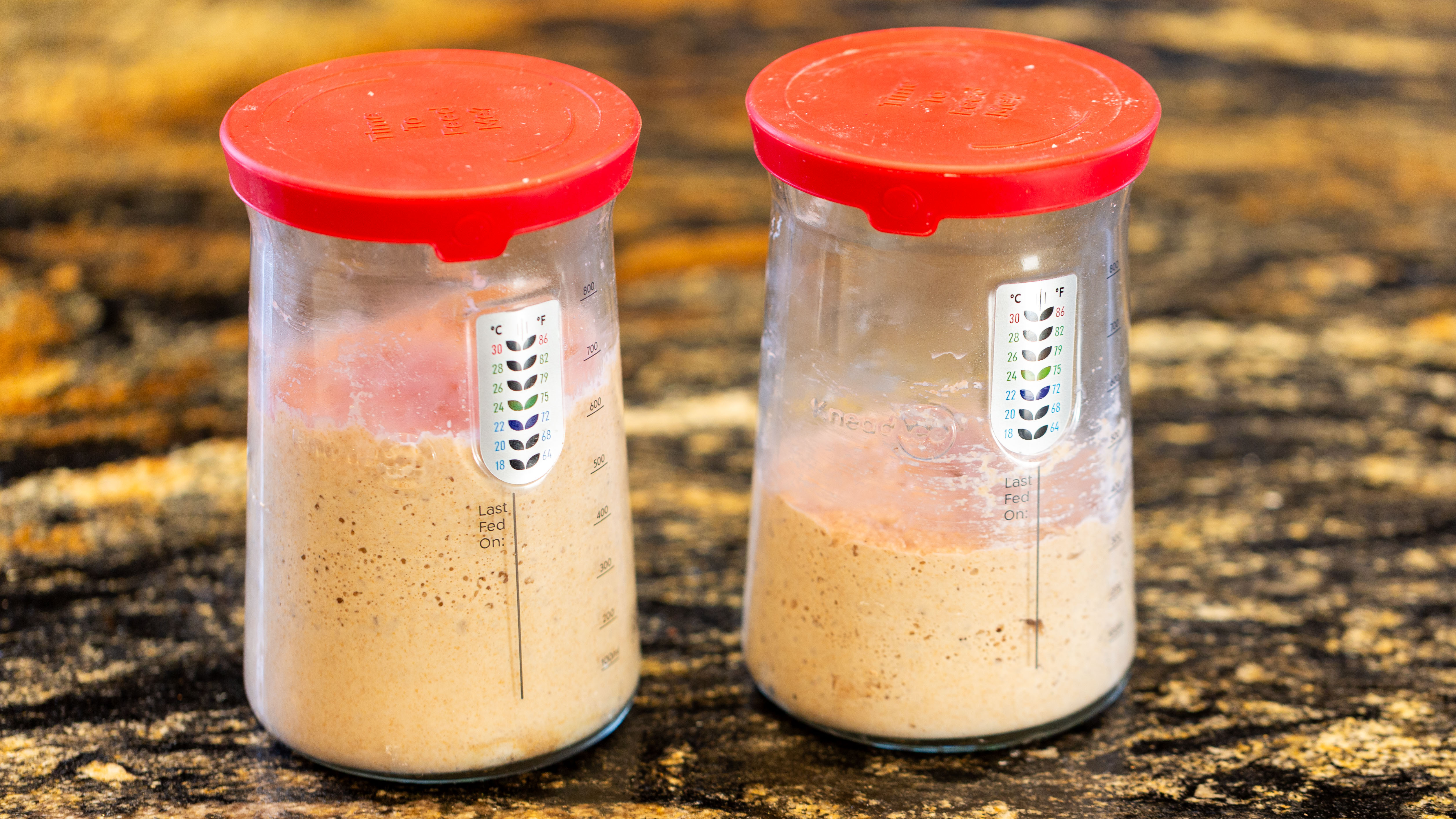 Bubbling sourdough starter jars
