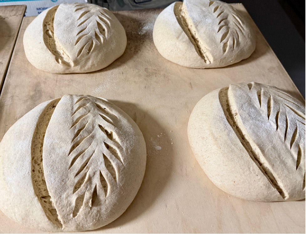 Scored sourdough loaves ready for the oven