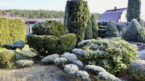 Tree and Shrub Services in Cedar City