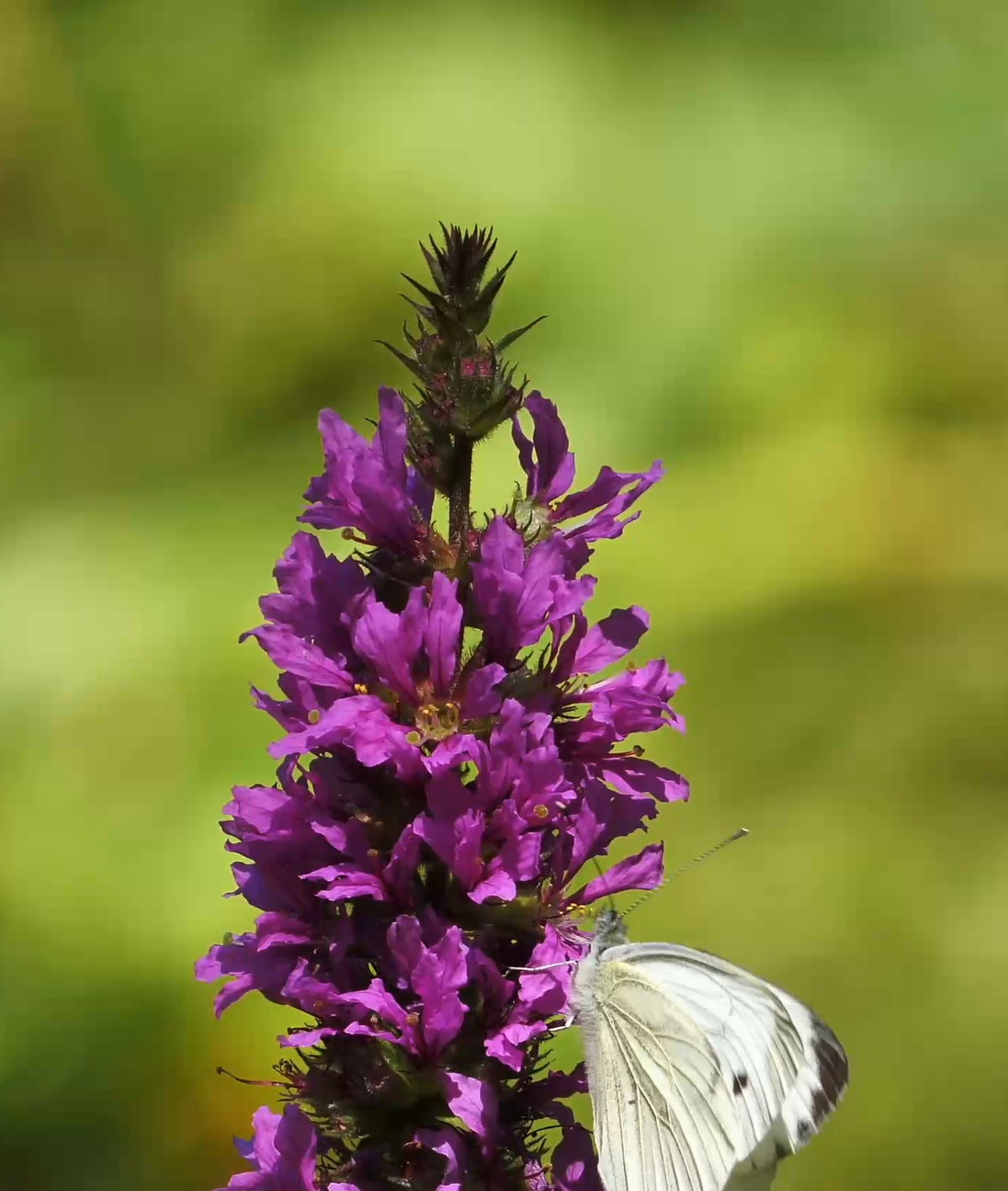 Ingredientes y activos botánicos de origen natural que forman parte del origen de las fórmulas Alma Secret