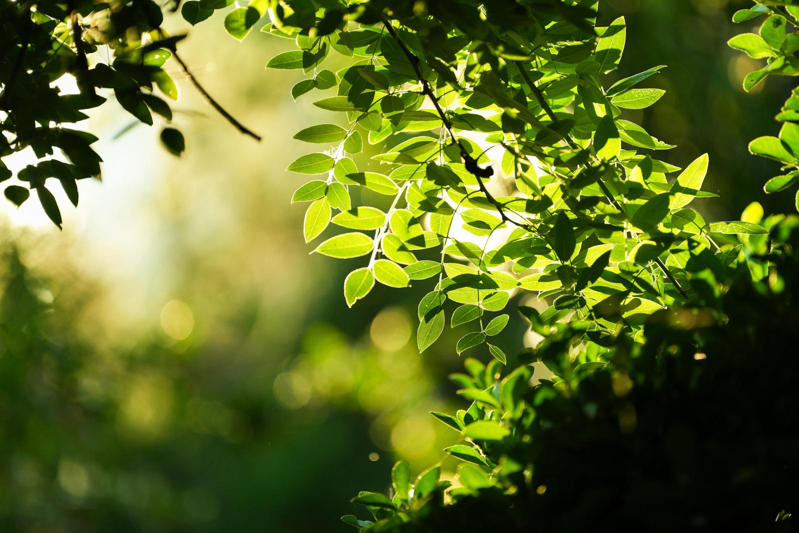 Sunlight through green leaves