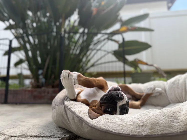 A happy puppy enjoying a sunny afternoon on a South Tampa sidewalk