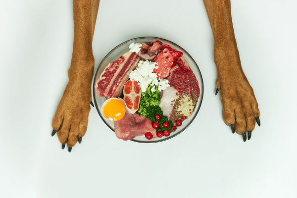 front legs of a dog with a plate in between with a raw diet