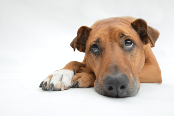 tan dog with white on his face looking sad due to por gut health in dogs
