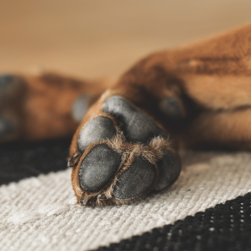 close up picture of a down dogs paw pads