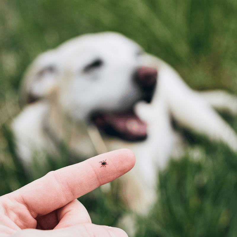tick crawling on a person's finger with a dog laying in the background in bristol tn
