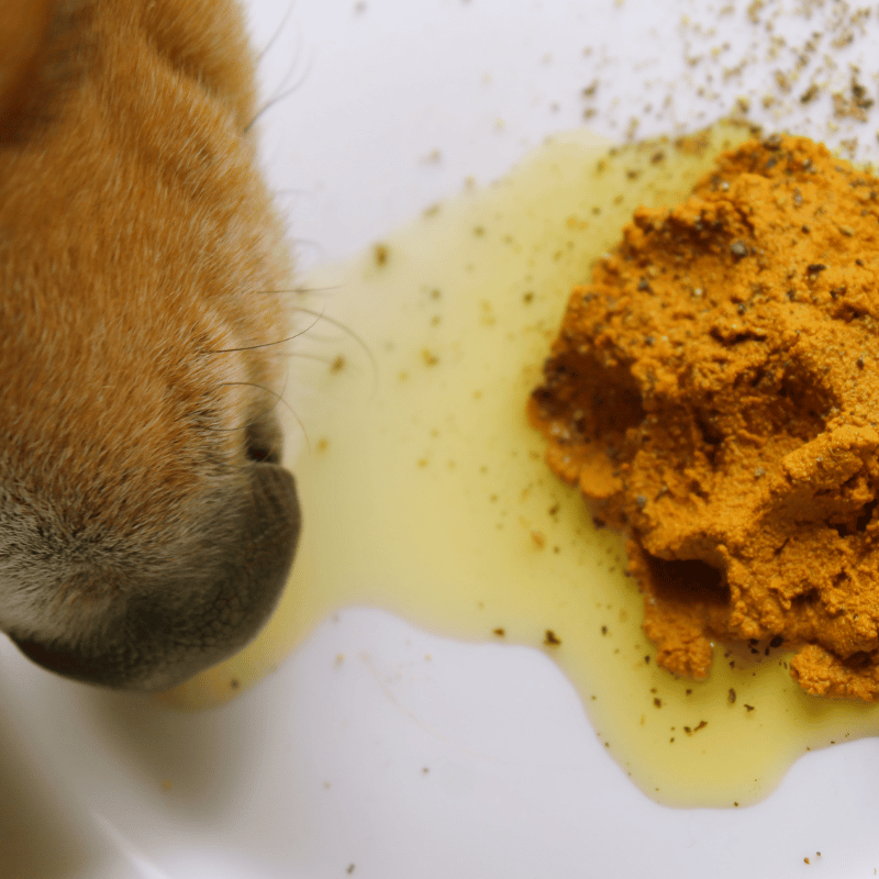 nose of a brown dog sniffing a plate with turmeric powder and fish oil on it