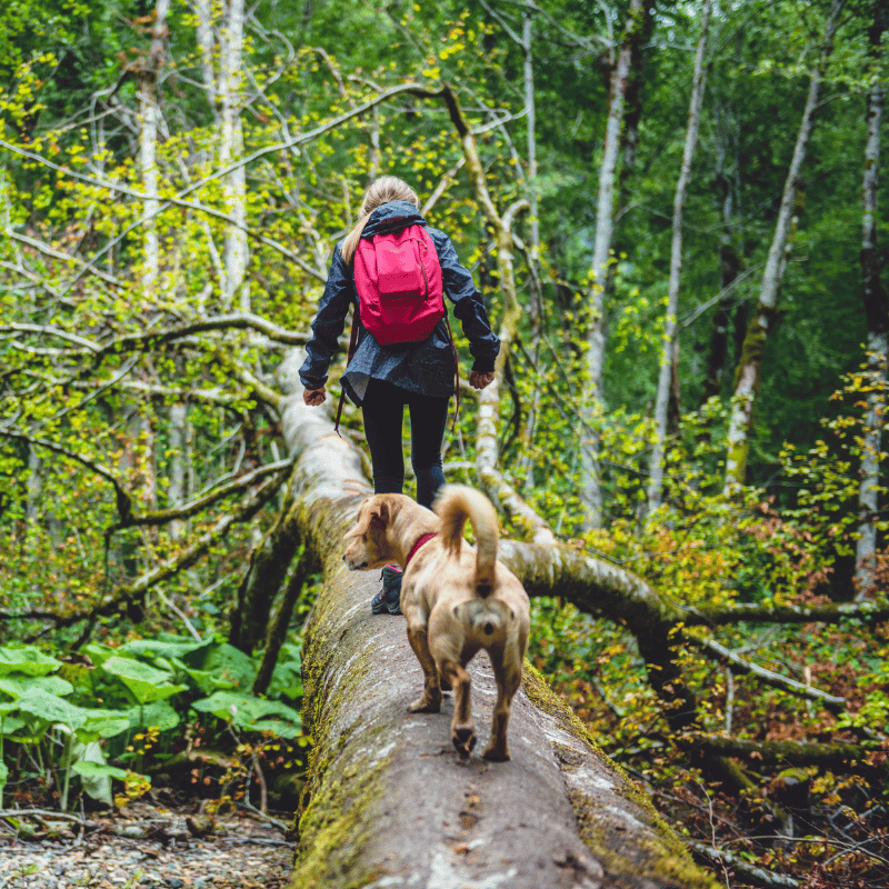 woman walking across a fallen tree in a dense forest with a small brown dog following on the fallen tree behind her