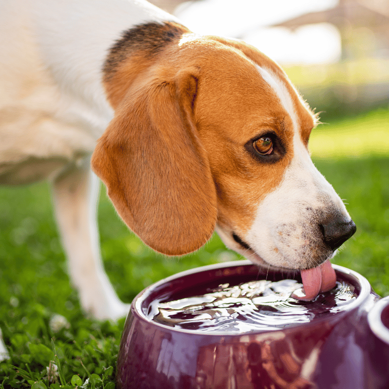 beagle drinking from a full water bowl sitting in grass outside