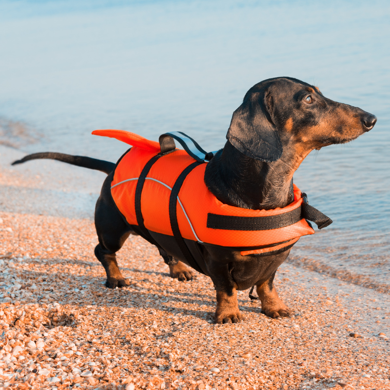 dauschund with a life jacket on walking on a beach
