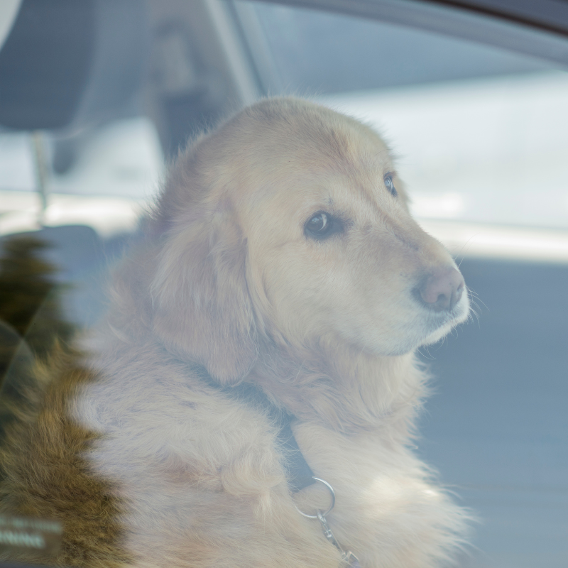 golden retriever sitting locked in a car