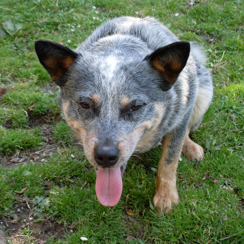 australian cattle dog panting heavily