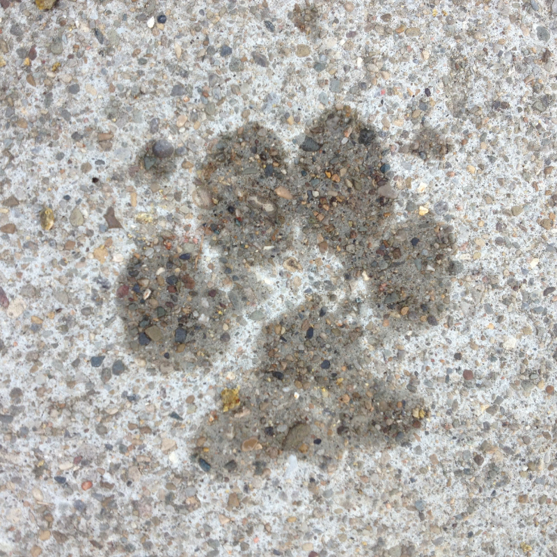 paw print in water on pavement