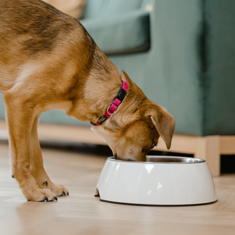 dog eating a calming supplement on his food for separation anxiety