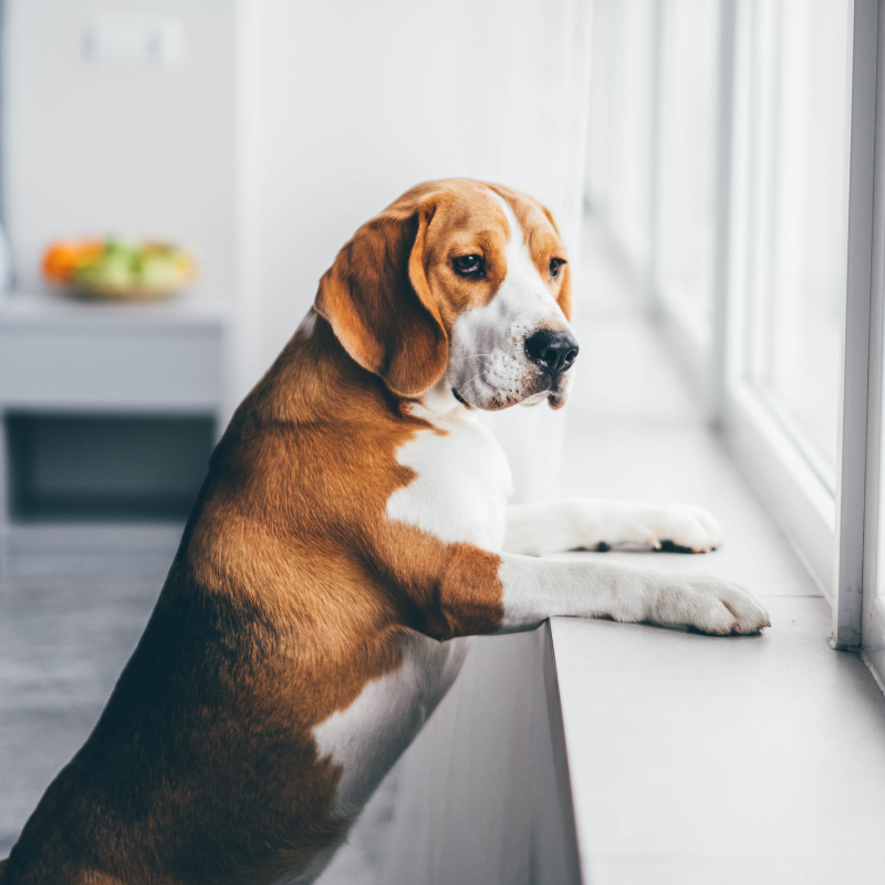 dog showing signs of separation anxiety looking out a window for his owners