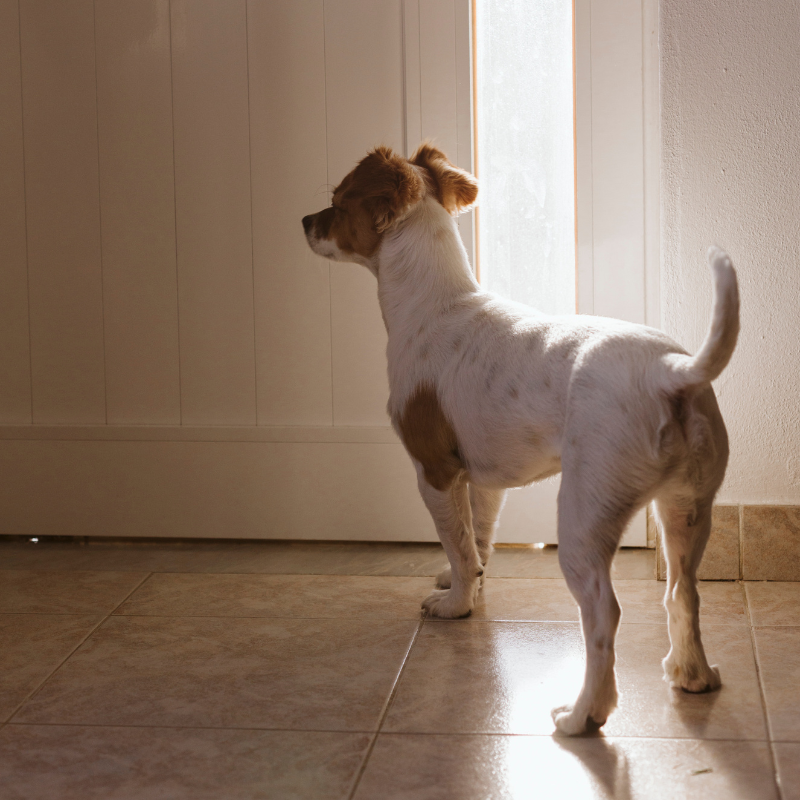 dog waiting looking at door for his owners to return
