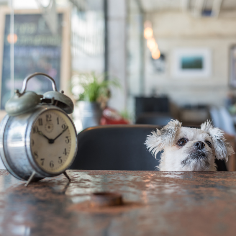 dog looking at a clock wondering when his owners will be back