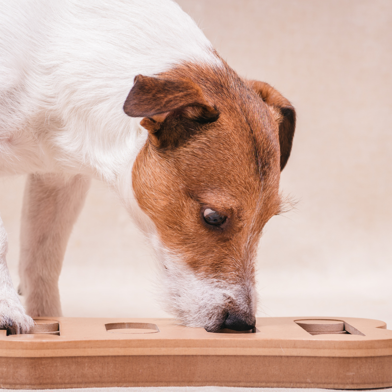 dog doing a puzzle toy to help with separation anxiety