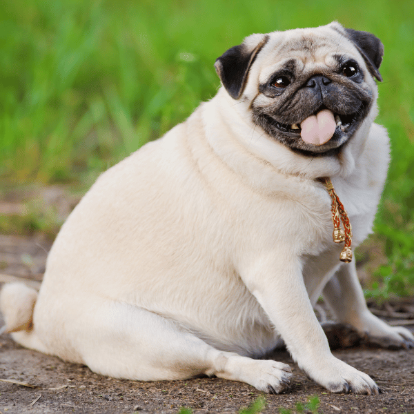 managing dog weight for improved joint pain managing dog weight for improved joint pain