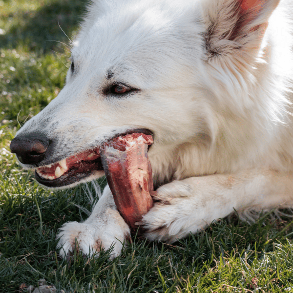 healthy dog food for joint problems in bristol tn healthy dog food for joint problems in bristol tn