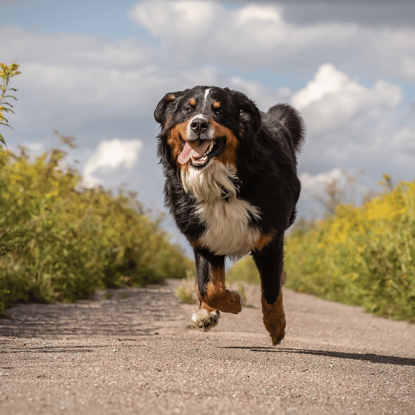 happy dog running because their joints feel better happy dog running because their joints feel better