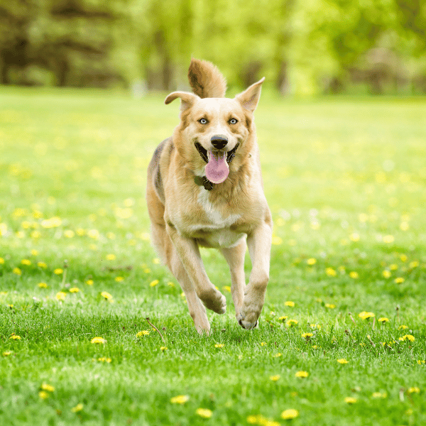 supporting overall dog health for better joint health supporting overall dog health for better joint health