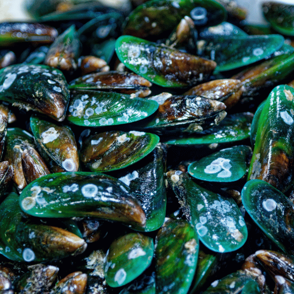 green lipped mussel supplement in bristol tn green lipped mussel supplement in bristol tn