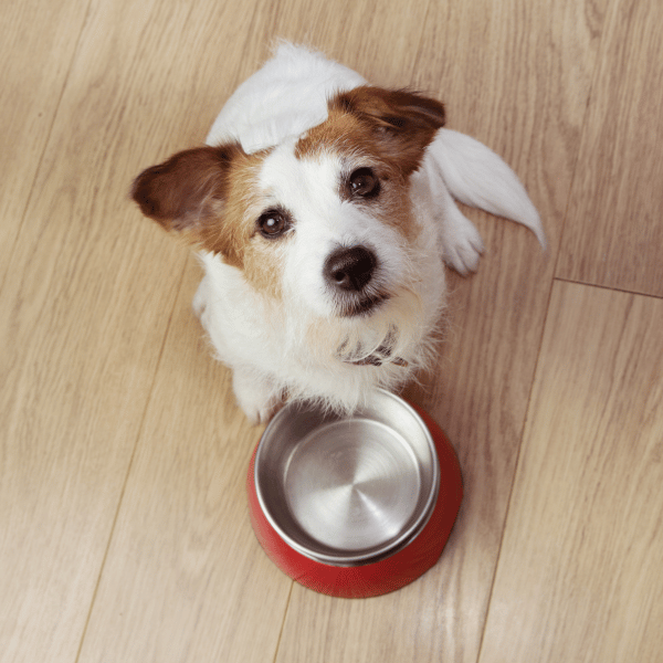 dog looking for joint health foods in bristol tn dog looking for joint health foods in bristol tn