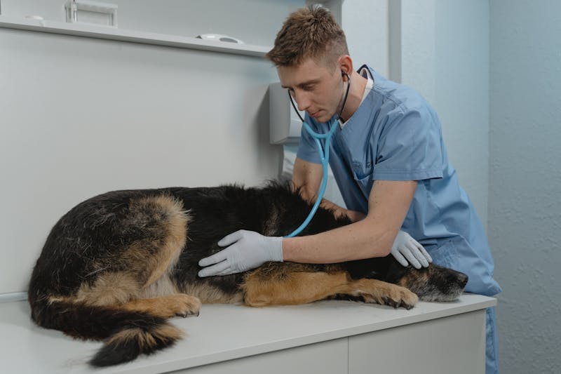 Veterinary clinic