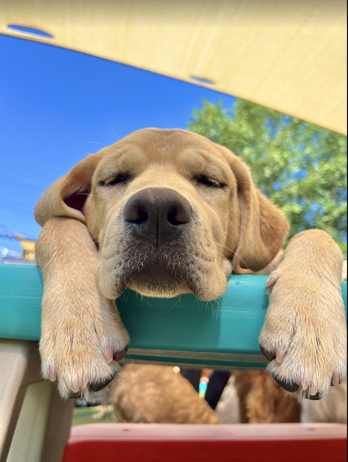 Pet Companions Bed and Biscuit in Reading, MA