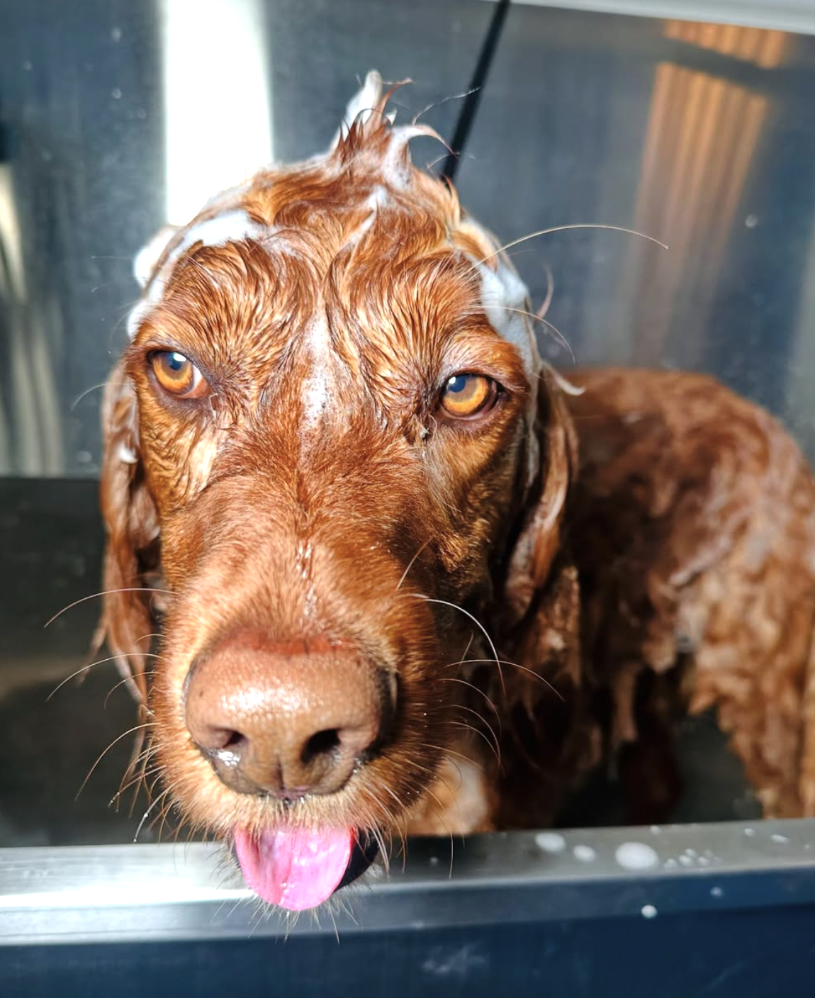Dog enjoying a grooming session at Pet Companions Bed and Biscuit in Reading, MA