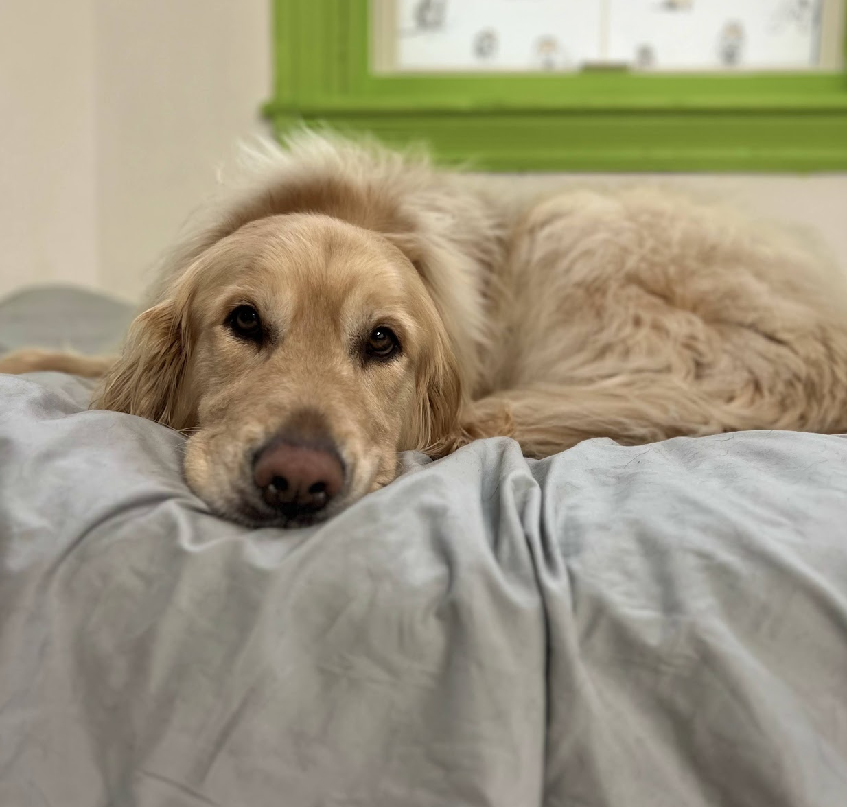 Dogs relaxing together during an overnight boarding stay at Pet Companions Bed and Biscuit in Reading, MA