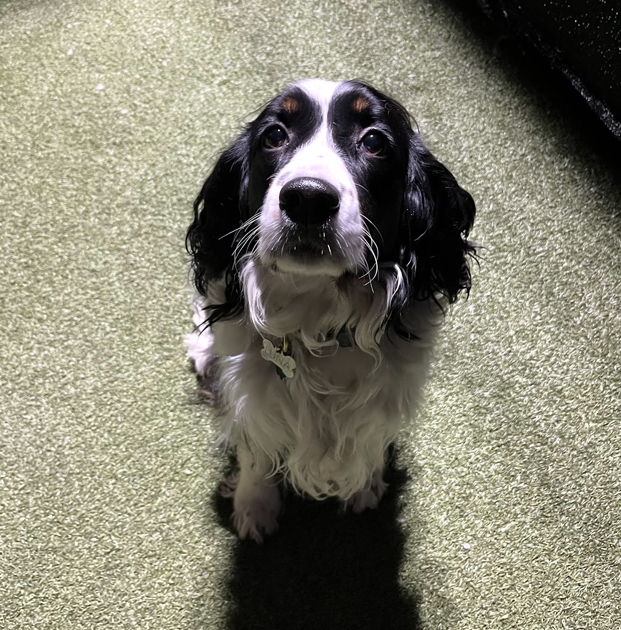 At-home pet care services from Pet Companions Bed and Biscuit in Reading, MA