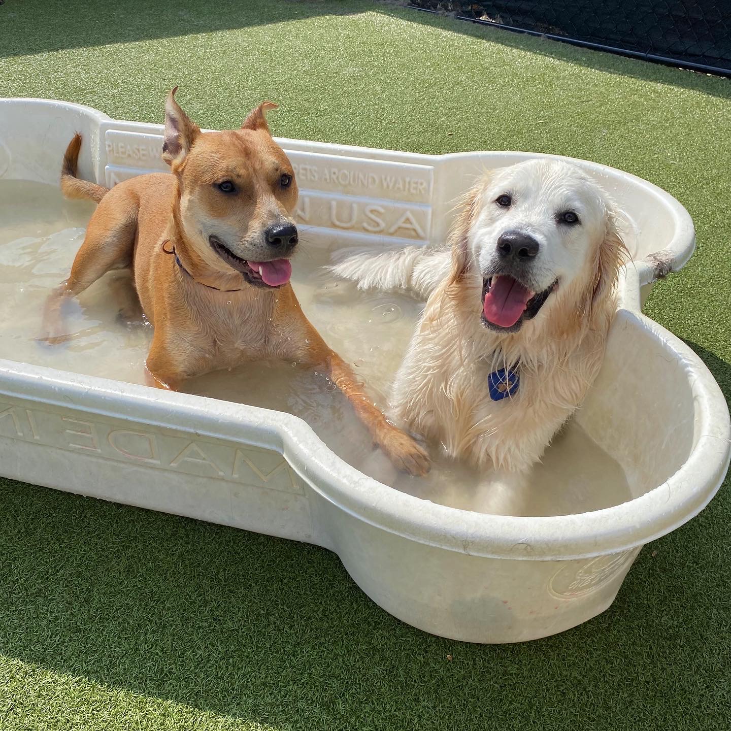 Pet Companions Bed and Biscuit in Reading, MA