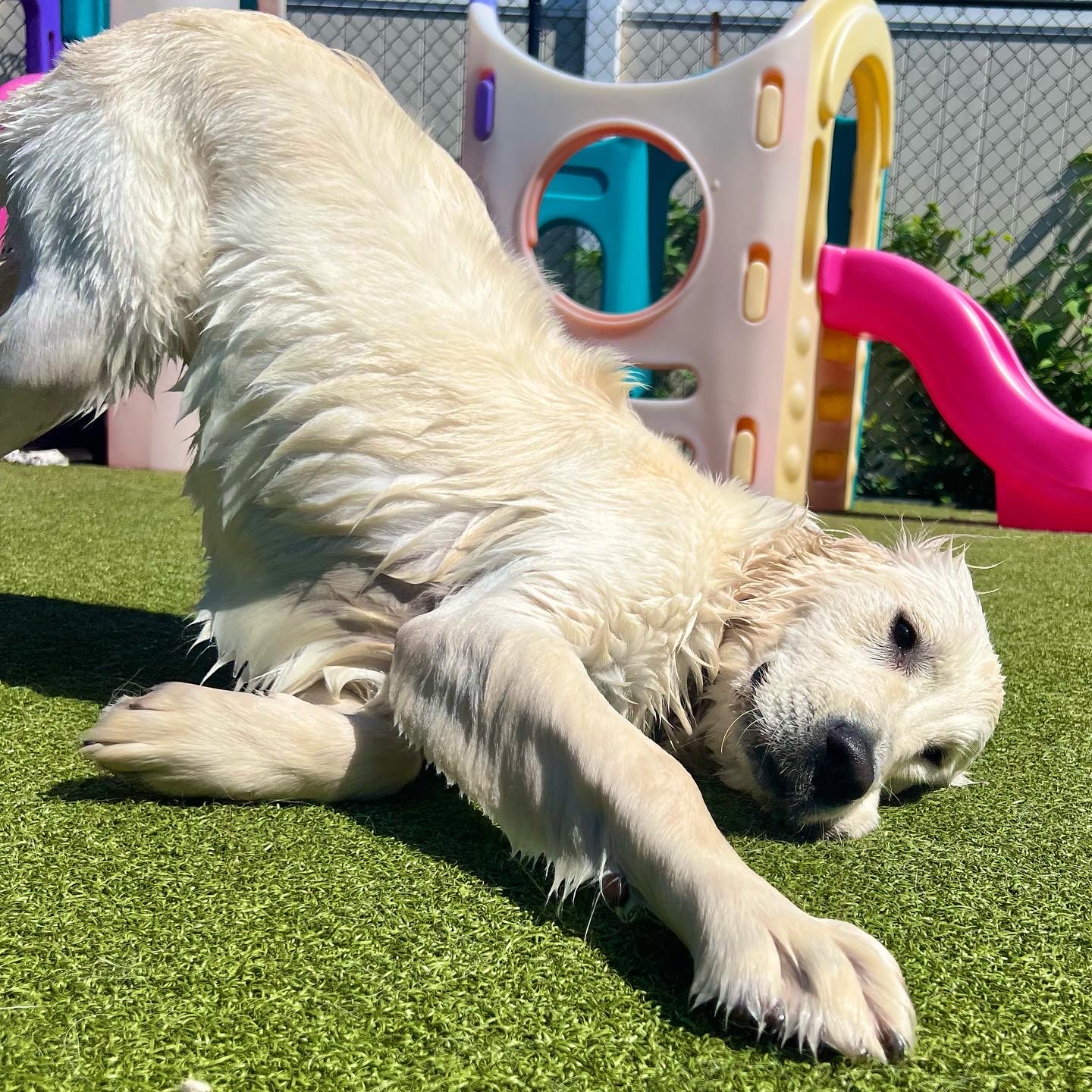 Dogs enjoying enrichment-based daycare at Pet Companions Bed and Biscuit in Reading, MA