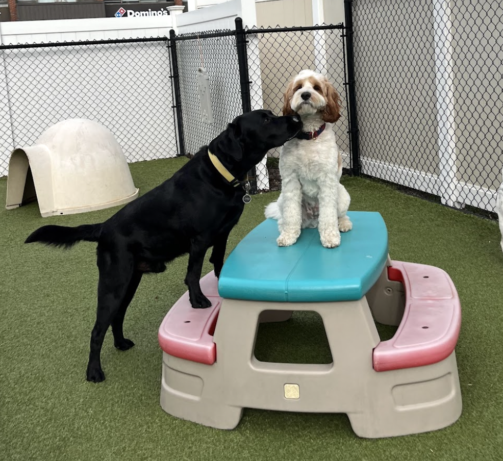 Dogs enjoying cage-free playtime together at Pet Companions Bed and Biscuit in Reading, MA