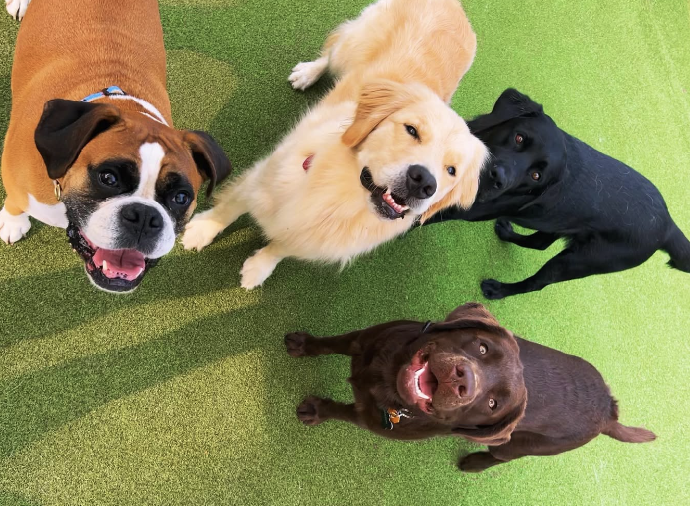 Pet Companions Bed and Biscuit in Reading, MA