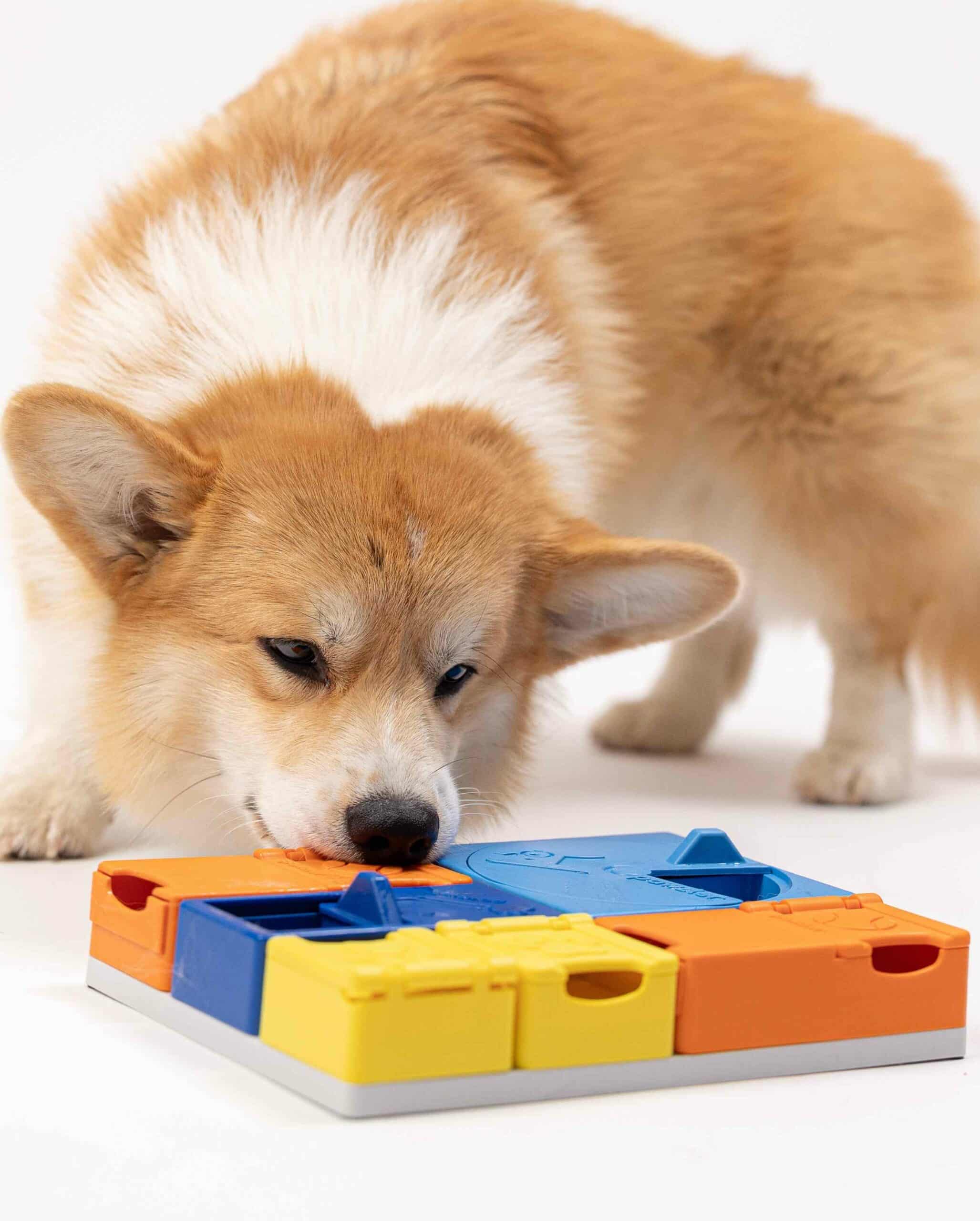 Dog enrichment activities at Pet Companions Bed and Biscuit in Reading, MA