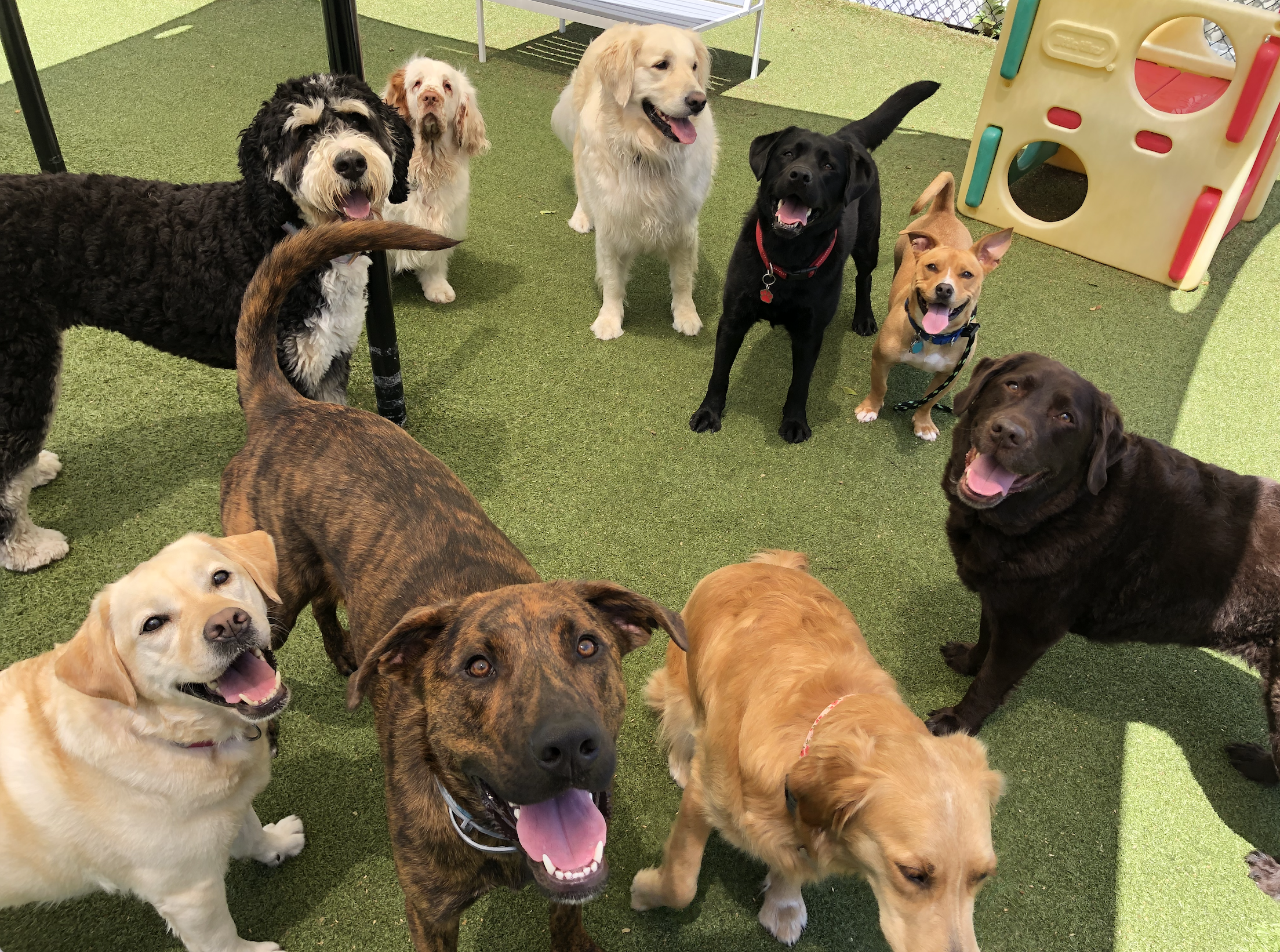 Welcome to Pet Companions Bed and Biscuit in Reading, MA