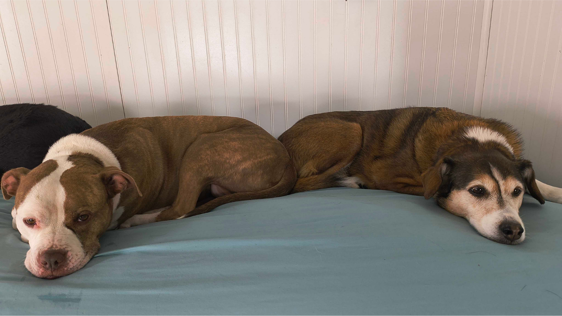 Dogs enjoying their stay at Pet Companions Bed and Biscuit boarding in Reading, MA