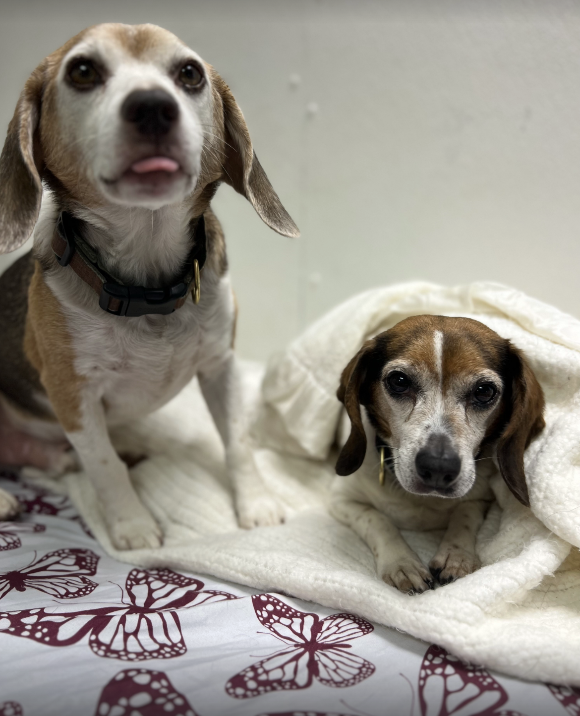 Dogs boarding at Pet Companions Bed and Biscuit in Reading, MA